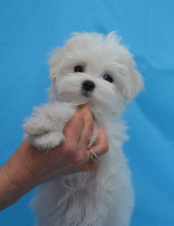 Photo №4. I will sell maltese dog in the city of Севастополь. breeder - price - Negotiated