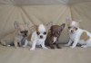 Photo №2 to announcement № 115400 for the sale of chihuahua - buy in United States breeder