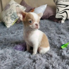 Photo №1. chihuahua - for sale in the city of Врбов | 370$ | Announcement № 29255