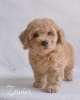 Photo №2 to announcement № 124476 for the sale of poodle (toy) - buy in United States breeder