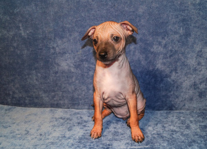 Photo №4. I will sell american hairless terrier in the city of Yekaterinburg. private announcement, breeder - price - negotiated