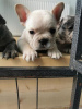 Photo №2 to announcement № 108824 for the sale of french bulldog - buy in United States 