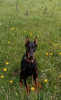 Additional photos: doberman puppy