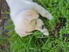 Photo №1. labrador retriever - for sale in the city of Tbilisi | 100$ | Announcement № 43354