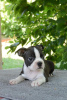 Additional photos: Boston terriers