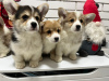 Photo №1. welsh corgi - for sale in the city of Berlin | negotiated | Announcement № 90673