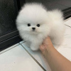 Photo №3. For sale Pomeranian puppies.. United States
