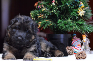 Photo №2 to announcement № 4887 for the sale of german shepherd - buy in Russian Federation from nursery, breeder