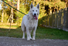 Additional photos: White Swiss Shepherd Dog