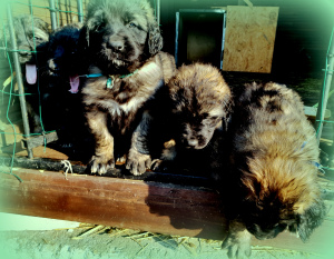 Photo №3. Leonberger puppies. Latvia