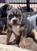 Photo №1. american bully - for sale in the city of Bijeljina | negotiated | Announcement № 106320