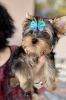 Photo №4. I will sell yorkshire terrier in the city of Гамбург. private announcement - price - negotiated