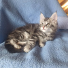 Photo №4. I will sell maine coon in the city of Дитрамсцелль. from nursery - price - 800$