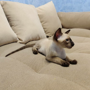 Photo №2 to announcement № 4619 for the sale of oriental shorthair - buy in Russian Federation from nursery, breeder