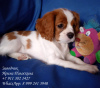 Photo №2 to announcement № 11578 for the sale of cavalier king charles spaniel - buy in Russian Federation breeder