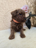 Additional photos: TOY Red Poodles - Puppies for sale