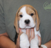 Photo №2 to announcement № 124732 for the sale of beagle - buy in Germany private announcement