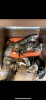 Photo №1. bengal cat - for sale in the city of Vienna | 528$ | Announcement № 118256