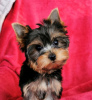 Photo №2 to announcement № 97572 for the sale of yorkshire terrier - buy in Austria private announcement