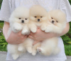 Photo №1. pomeranian - for sale in the city of Helsinki | negotiated | Announcement № 83537