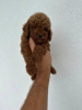 Photo №2 to announcement № 74673 for the sale of poodle (dwarf) - buy in Serbia 