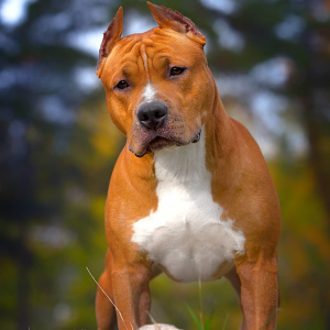 Photo №4. Mating american staffordshire terrier in Russian Federation. Announcement № 4445