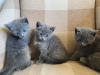 Photo №2 to announcement № 69132 for the sale of russian blue - buy in Finland 