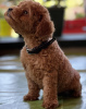 Additional photos: Miniature poodle puppies