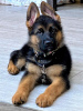 Photo №2 to announcement № 103884 for the sale of german shepherd - buy in Spain 