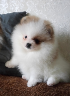 Photo №1. pomeranian - for sale in the city of Nizhny Novgorod | Negotiated | Announcement № 4047