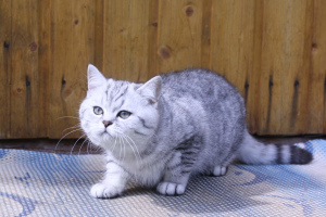 Photo №1. british shorthair - for sale in the city of Yaroslavl | negotiated | Announcement № 3295