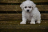 Photo №4. I will sell bichon frise in the city of Jüchen. private announcement - price - 475$