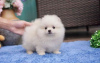 Photo №2 to announcement № 84936 for the sale of pomeranian - buy in United States private announcement
