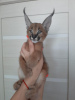 Additional photos: caracal and caracat kittens available