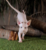 Photo №2 to announcement № 10334 for the sale of sphynx cat - buy in Ukraine from nursery, breeder