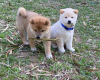 Photo №1. shiba inu - for sale in the city of Prague | negotiated | Announcement № 78579