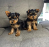 Photo №2 to announcement № 119709 for the sale of yorkshire terrier - buy in Germany private announcement