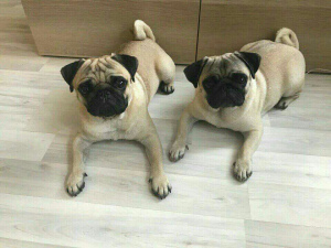 Photo №2 to announcement № 2199 for the sale of pug - buy in Russian Federation 