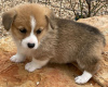 Photo №2 to announcement № 123835 for the sale of welsh corgi - buy in Finland private announcement, breeder