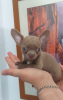 Photo №4. I will sell chihuahua in the city of Малага. private announcement - price - 624$