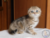Photo №1. scottish fold - for sale in the city of Kamenskoe | 600$ | Announcement № 18085