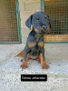 Photo №2 to announcement № 70694 for the sale of jagdterrier - buy in Serbia 