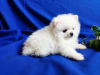 Photo №1. pomeranian - for sale in the city of Prague | 566$ | Announcement № 41079