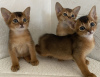 Photo №4. I will sell abyssinian cat in the city of Gomel. breeder - price - 587$
