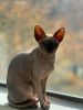 Photo №4. I will sell sphynx cat in the city of Даллас. private announcement - price - negotiated