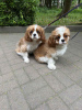 Additional photos: Cavalier King Charles Spaniel Alonso handsome boy