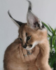 Photo №3. Friendly caracal cat for sale 20% off price. United Kingdom