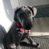 Photo №1. great dane - for sale in the city of Амстердам | 475$ | Announcement № 79980