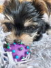 Additional photos: 2 Stunning Yorkshire Terrier Pups Left (10 weeks Old)