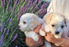 Photo №2 to announcement № 20358 for the sale of bolognese dog - buy in Czech Republic breeder